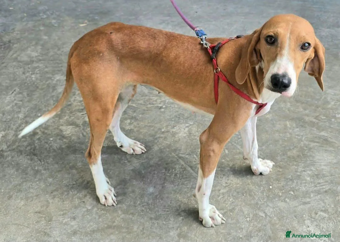 Meticcio cani in regalo: 1 anno e mezzo, 17 chili, dolcissima  - Annuncio 1
