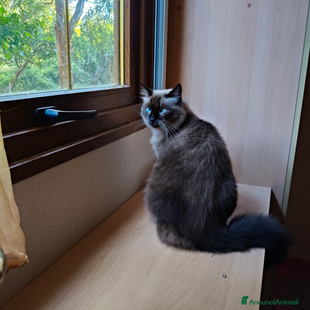 Siamese gatti in regalo: NARCISSA cerca casa ❤️ - Annuncio 8