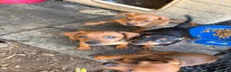 Pinscher Miniatura cani in vendita: Cuccioli di Pinscher  - Annuncio 1