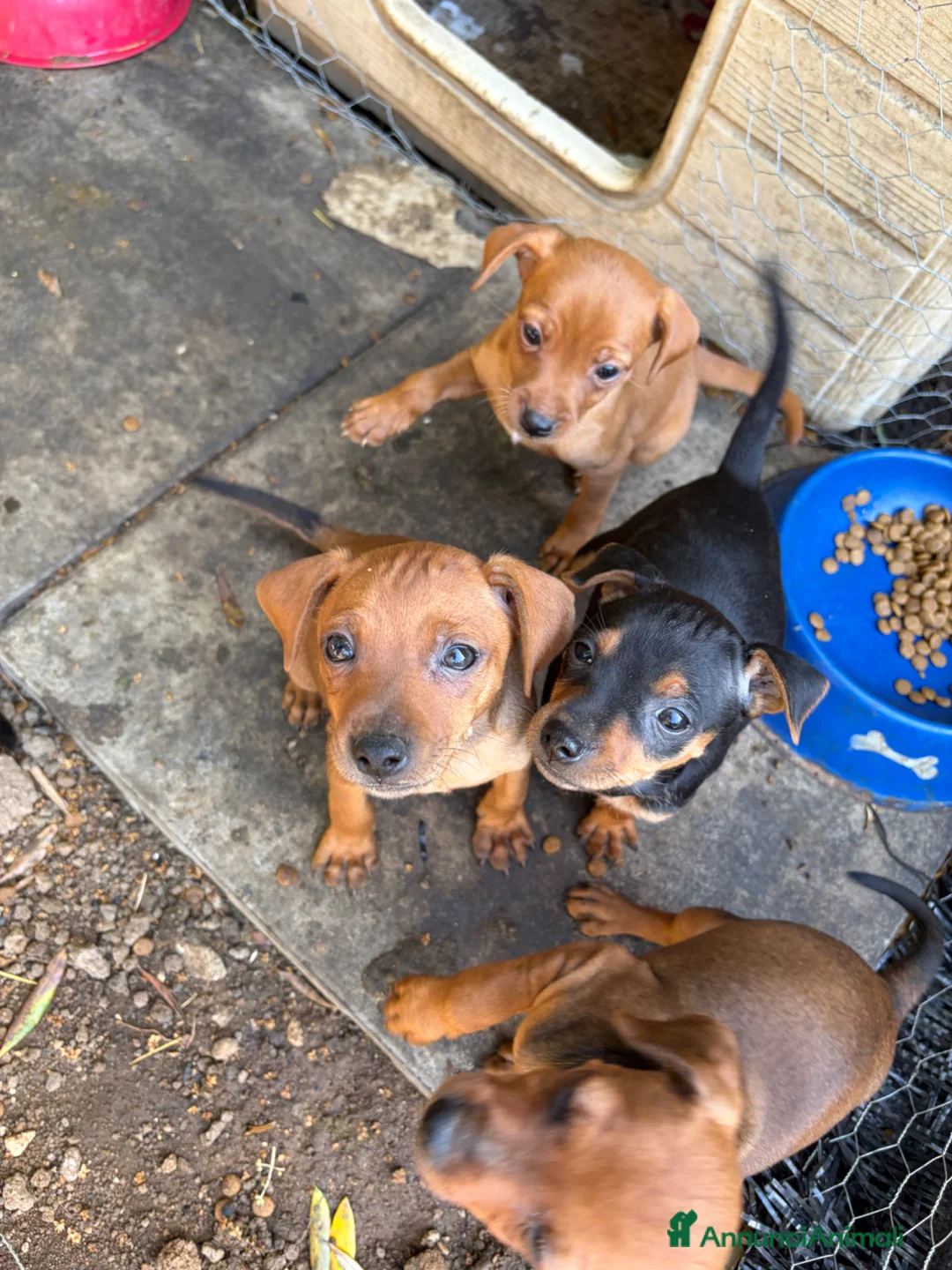 Pinscher Miniatura cani in vendita: Cuccioli di Pinscher  - Annuncio 1