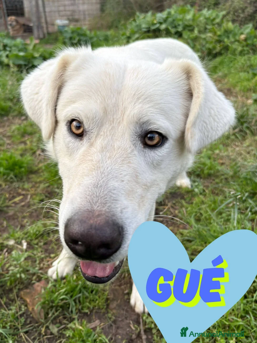 Meticcio cani in regalo:  Guè  a Provincia di Crotone - Annuncio 2
