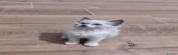 Ragdoll gatti in vendita: Ragdoll - Annuncio 3