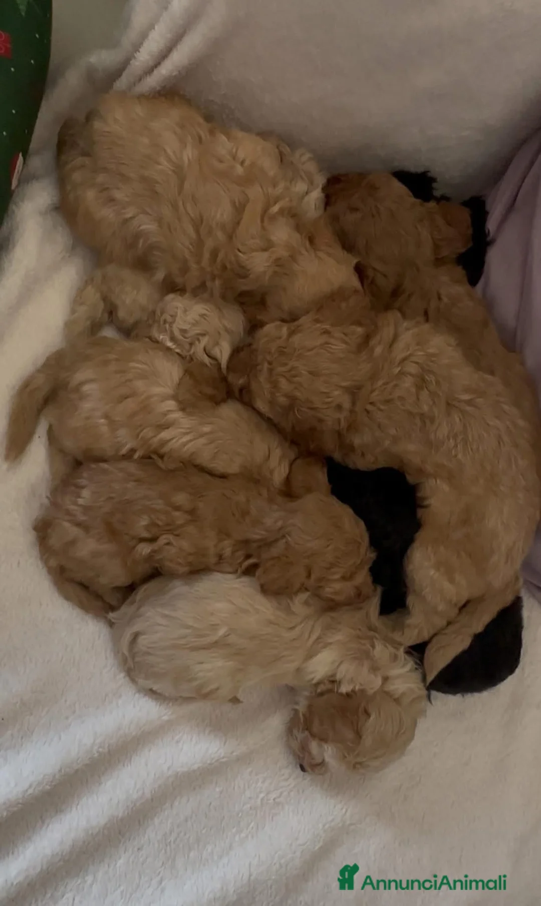 Barboncino cani in vendita: Barboncino nano❤️ - Annuncio 4