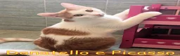 Europeo gatti in regalo: Donatello e Picasso gattini supercoccoli - Annuncio 6