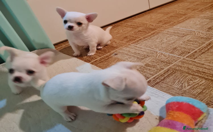 Chihuahua cani a Provincia di Biella - Annuncio 13