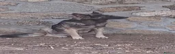 Meticcio cani in regalo: MERAVIGLIOSO ZORRO - Annuncio 1