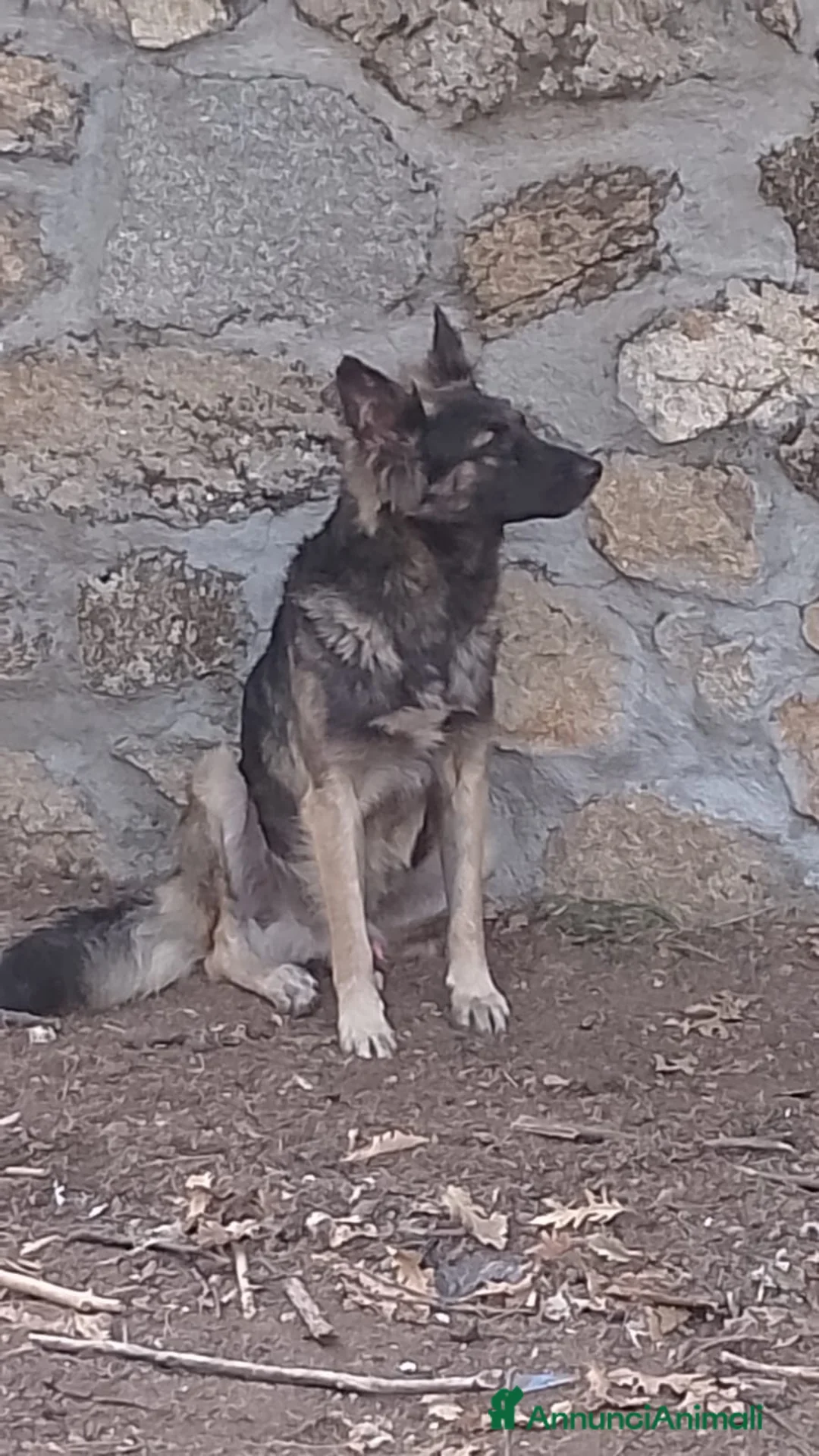 Meticcio cani in regalo: MERAVIGLIOSO ZORRO - Annuncio 1