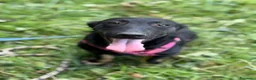 Meticcio cani in regalo: EMA, la cucciola più dolce (e nanetta) di tutti! - Annuncio 1