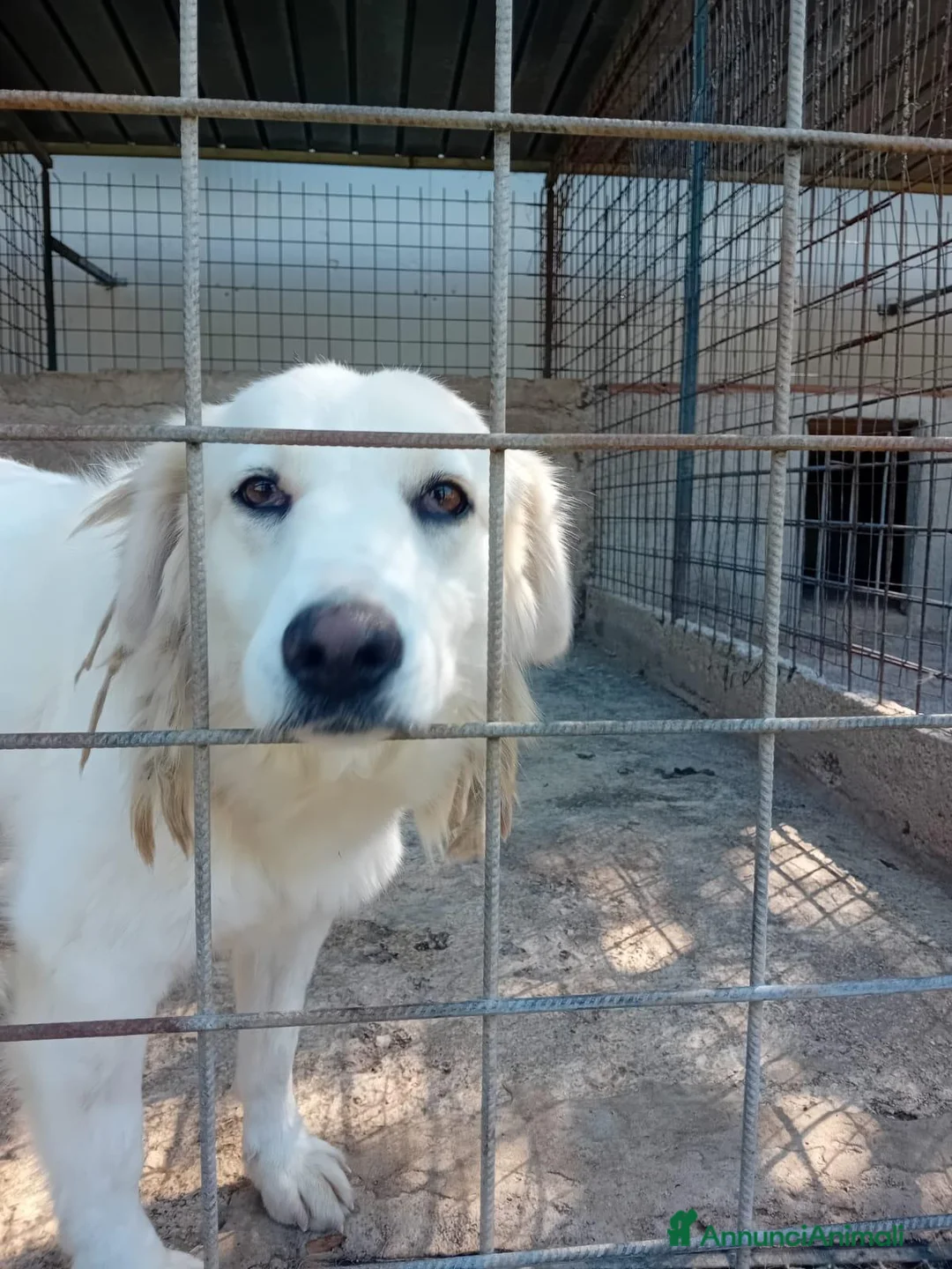 Meticcio cani in regalo: CELINE, due anni, simil golden, bellissima - Annuncio 2