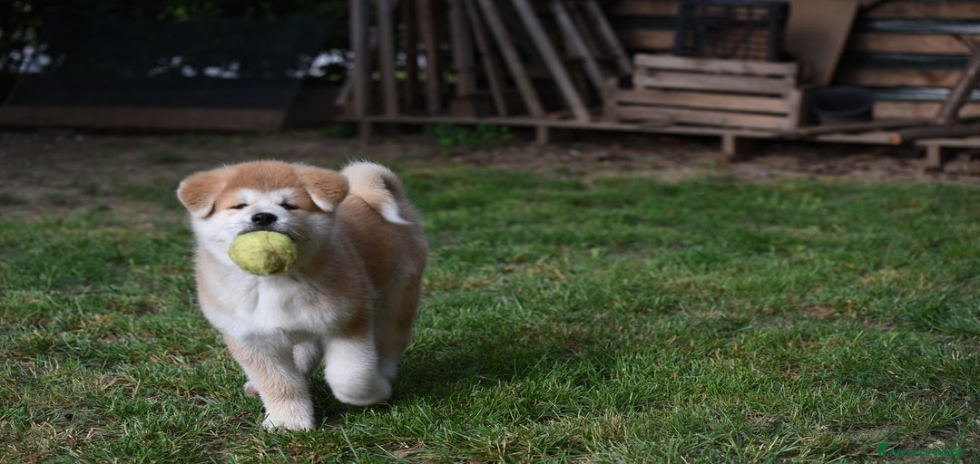 Immagine della galleria {{count}}