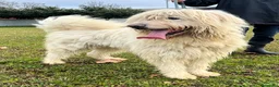 Meticcio cani in regalo: BELLE BELLISSIMO CERCA CASA - Annuncio 18