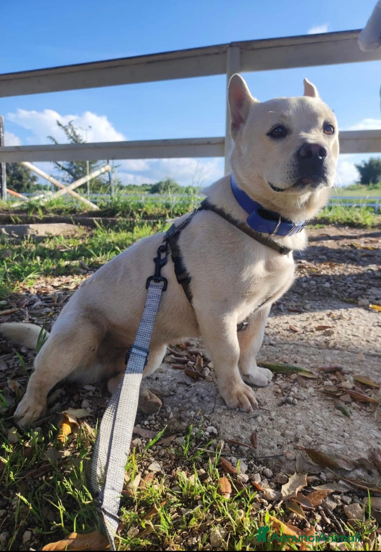 Meticcio cani Fischietto un cagnolino speciale  - Annuncio 2