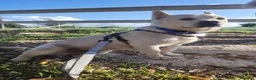 Meticcio cani in regalo: Fischietto un cagnolino speciale  - Annuncio 1
