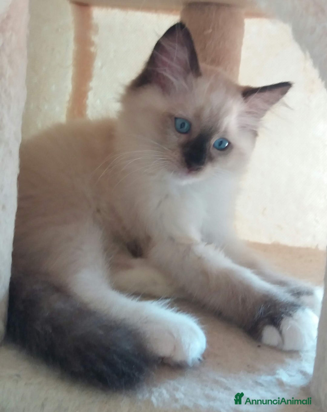 Immagine della galleria {{count}}