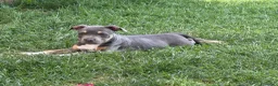 Pitbull cani in vendita: Pit Bull con pedigree, paghi anche a rate  - Annuncio 7