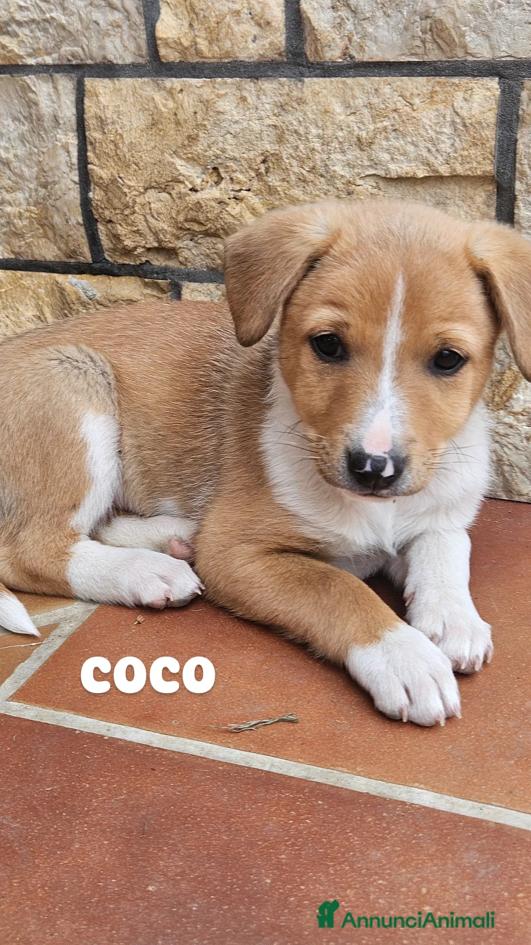 Meticcio cani in vendita: 4 cuccioline a Provincia di Chieti - Annuncio 2