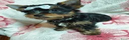 Meticcio cani in vendita: ✨Splendidi Yorkshire Terrier✨ - Annuncio 8
