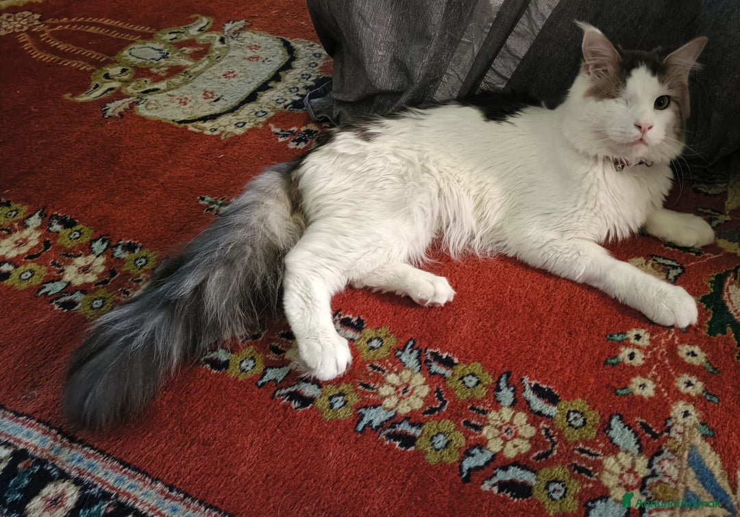 Altre razze gatti in regalo: ADOZIONE DEL CUORE SPLENDIDO  MICIO DI DUE ANNI  - Annuncio 1