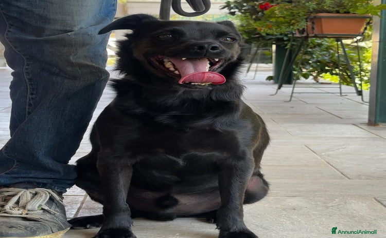 Meticcio cani a Pomezia - Annuncio 2