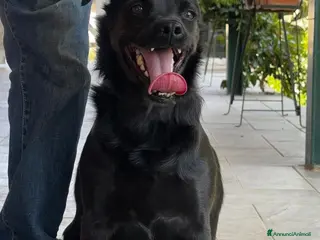 Meticcio cani Bart, un cagnolino piccolino tanto sfortunato a Pomezia - Annuncio 39