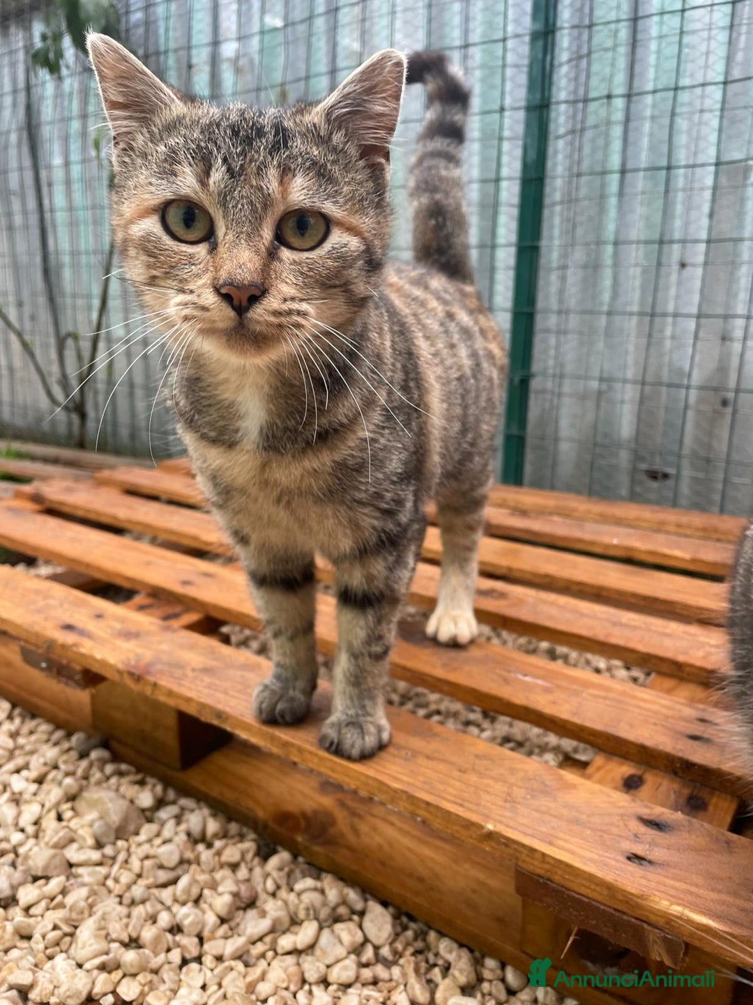 Meticcio gatti in regalo: SPLENDIDA GATTINA DA ADOTTARE - Annuncio 1