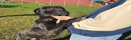 Pitbull cani in regalo: George, latin lover - Annuncio 4