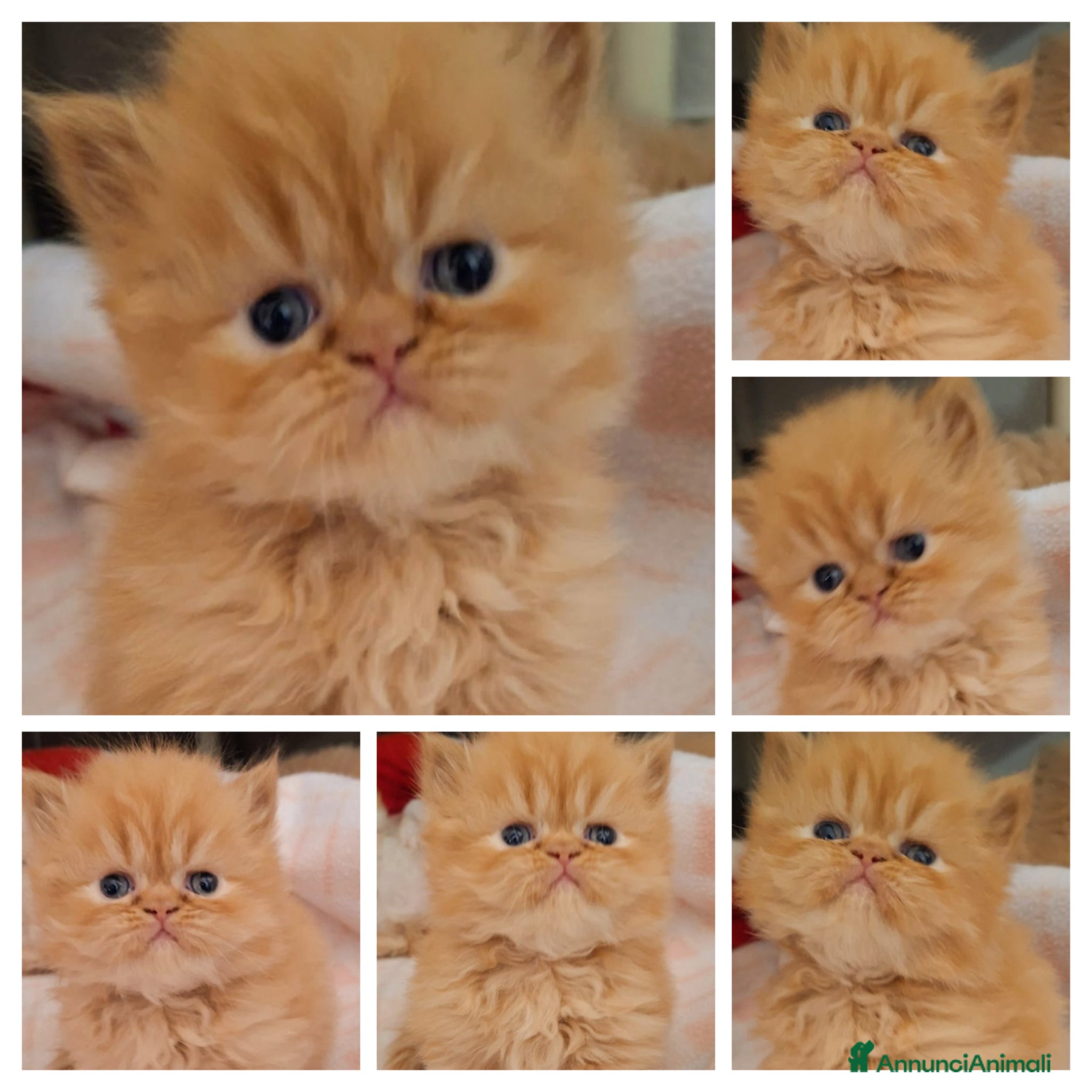 Persiano gatti Cuccioli di persiano - Annuncio 4