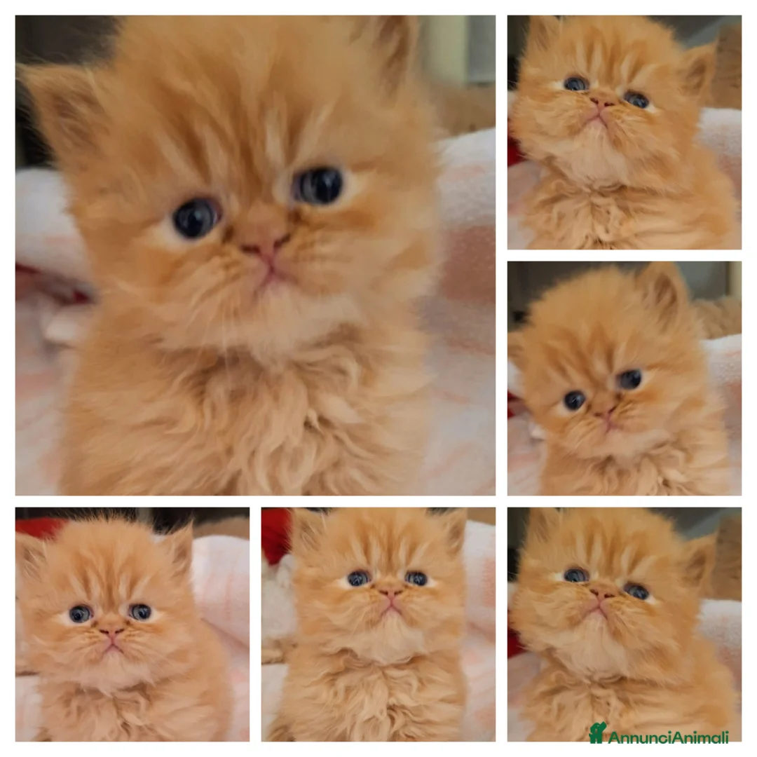 Persiano gatti in vendita: Cuccioli di persiano - Annuncio 1