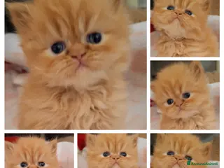 Persiano gatti Cuccioli di persiano - Annuncio 4