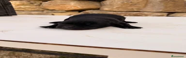 Cucciolo nero – Maschio (simil Labrador)