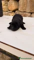 Cucciolo nero – Maschio (simil Labrador)