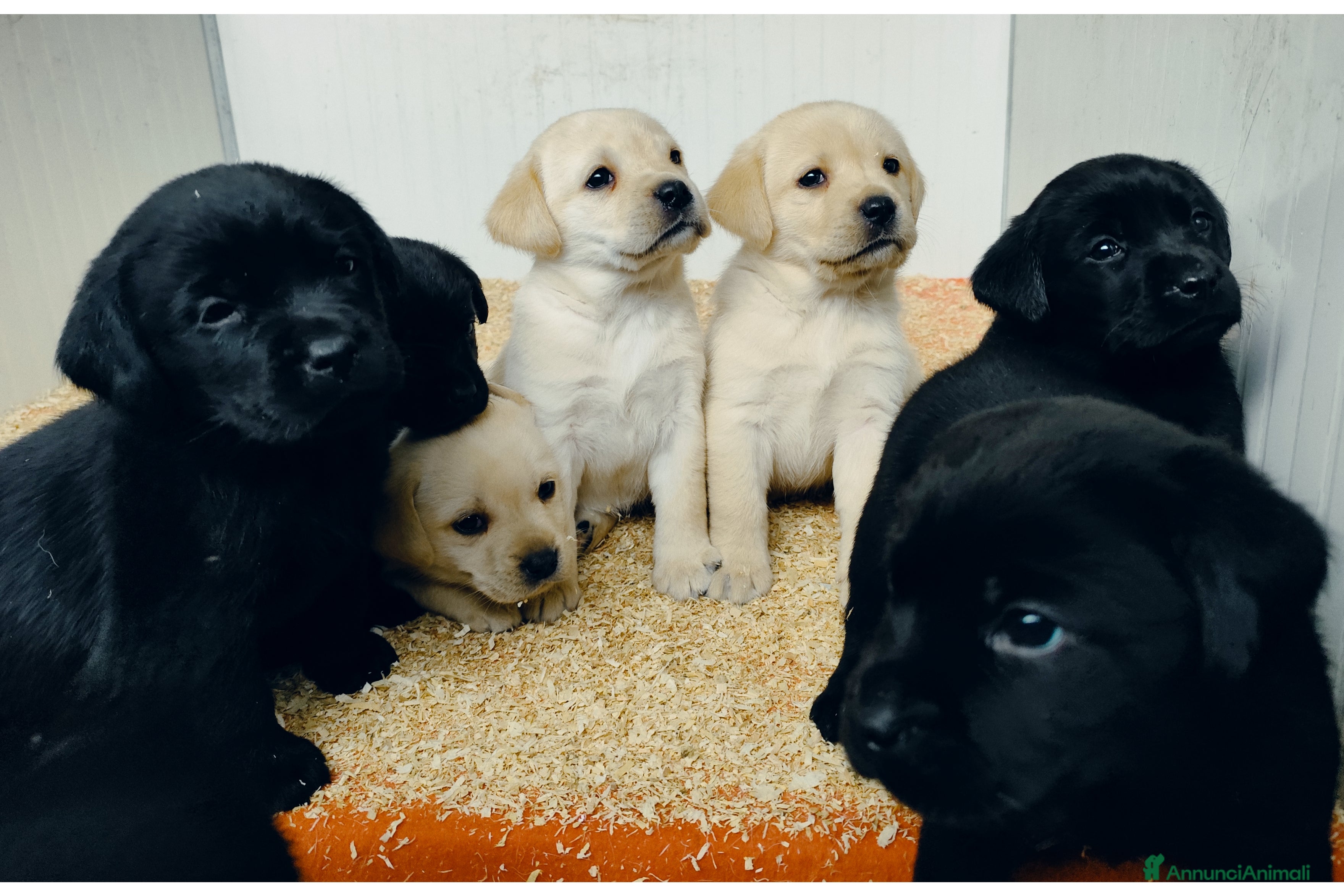 Labrador cani in vendita: Labrador retriever - pedigree Enci con affisso - Annuncio 1