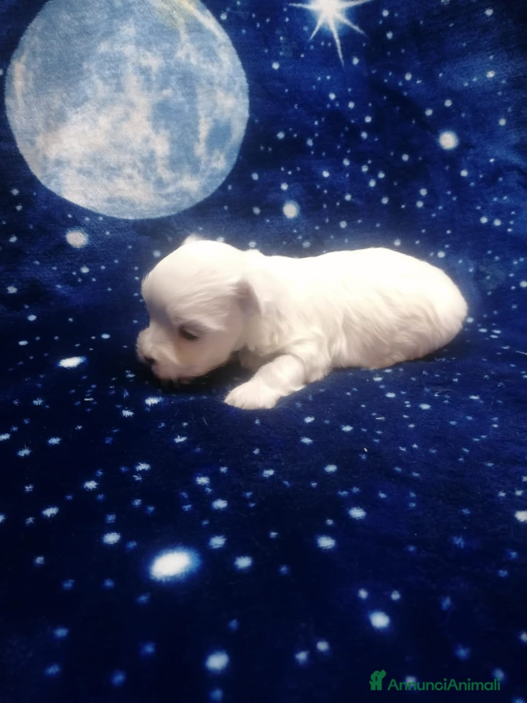 Maltese cani in vendita: Maltese cuccioli - Annuncio 13