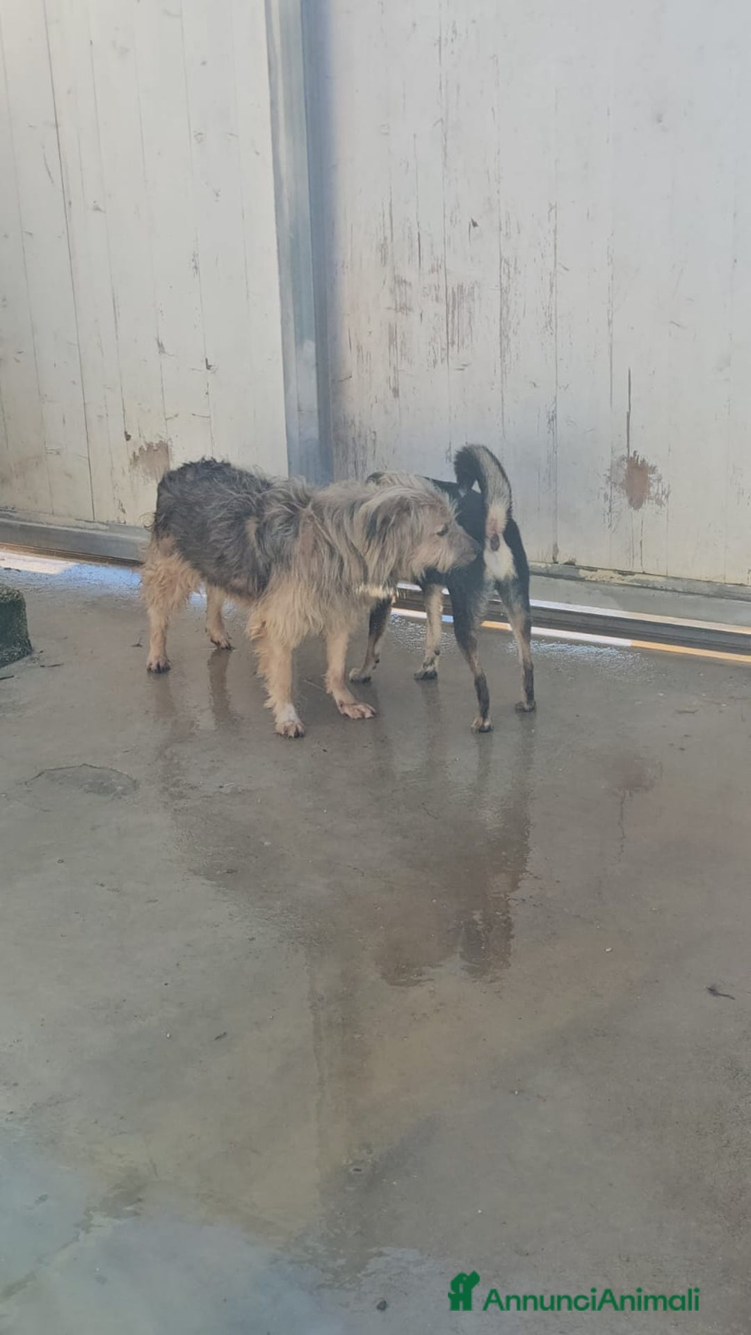 Meticcio cani in regalo: Vanny: una vita in canile, docile e socievole  - Annuncio 8