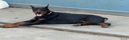 Dobermann cani in vendita: cucciolo doberman in vendita messina - Annuncio 8