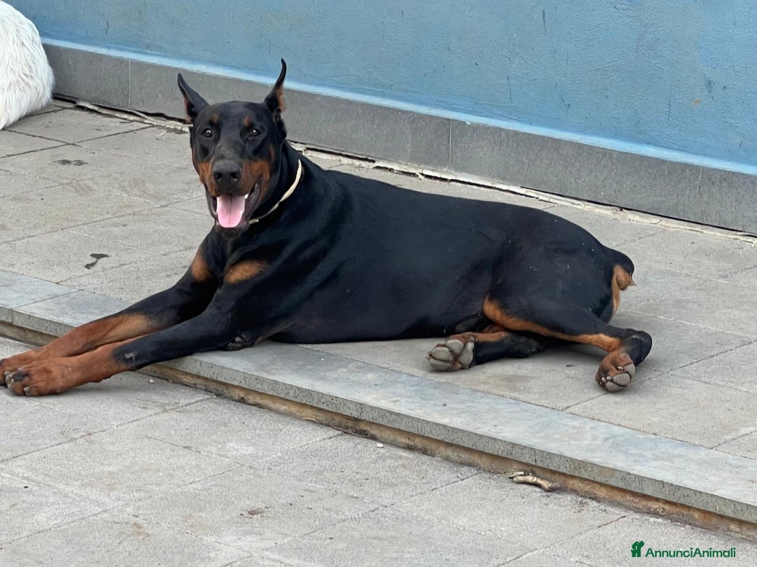 Dobermann cani in vendita: cucciolo doberman in vendita messina - Annuncio 8