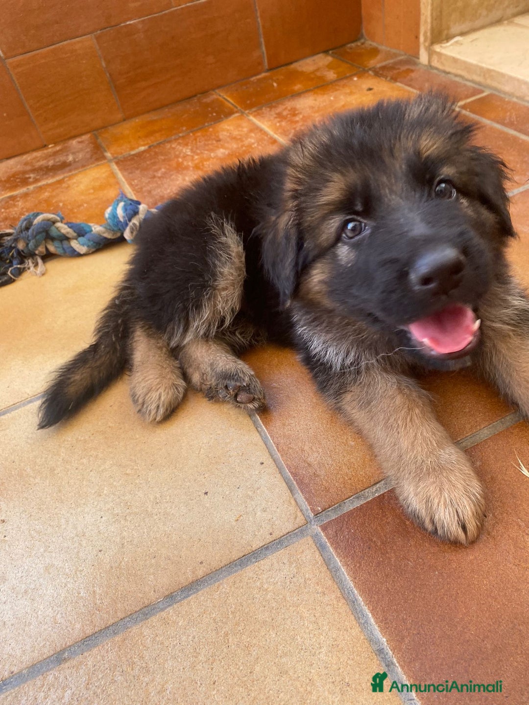 Pastore Tedesco cani in vendita: Cuccioli di pastore tedesco a Provincia di Brindisi - Immagine 3