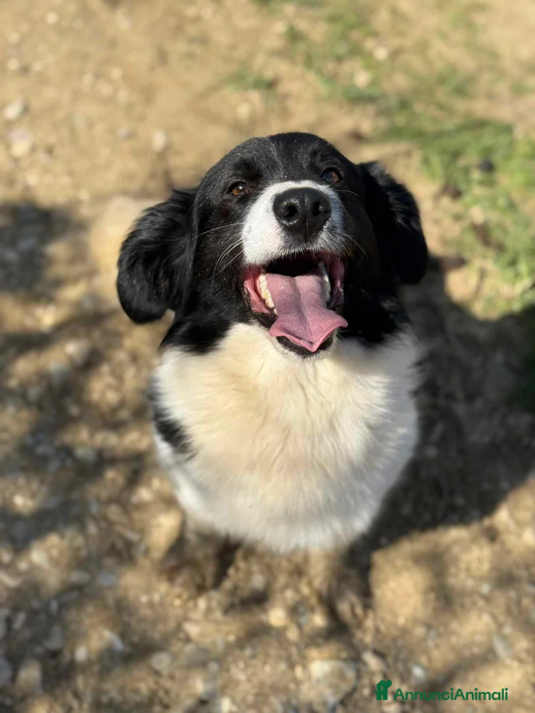 Meticcio cani in regalo: PANDA, scricciolo TG PICCOLA affettuosissimo! - Annuncio 6