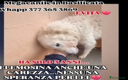 Meticcio cani in regalo: Evita 3/4anni tolta da 1lager SOS CASA ROMA - Immagine 4