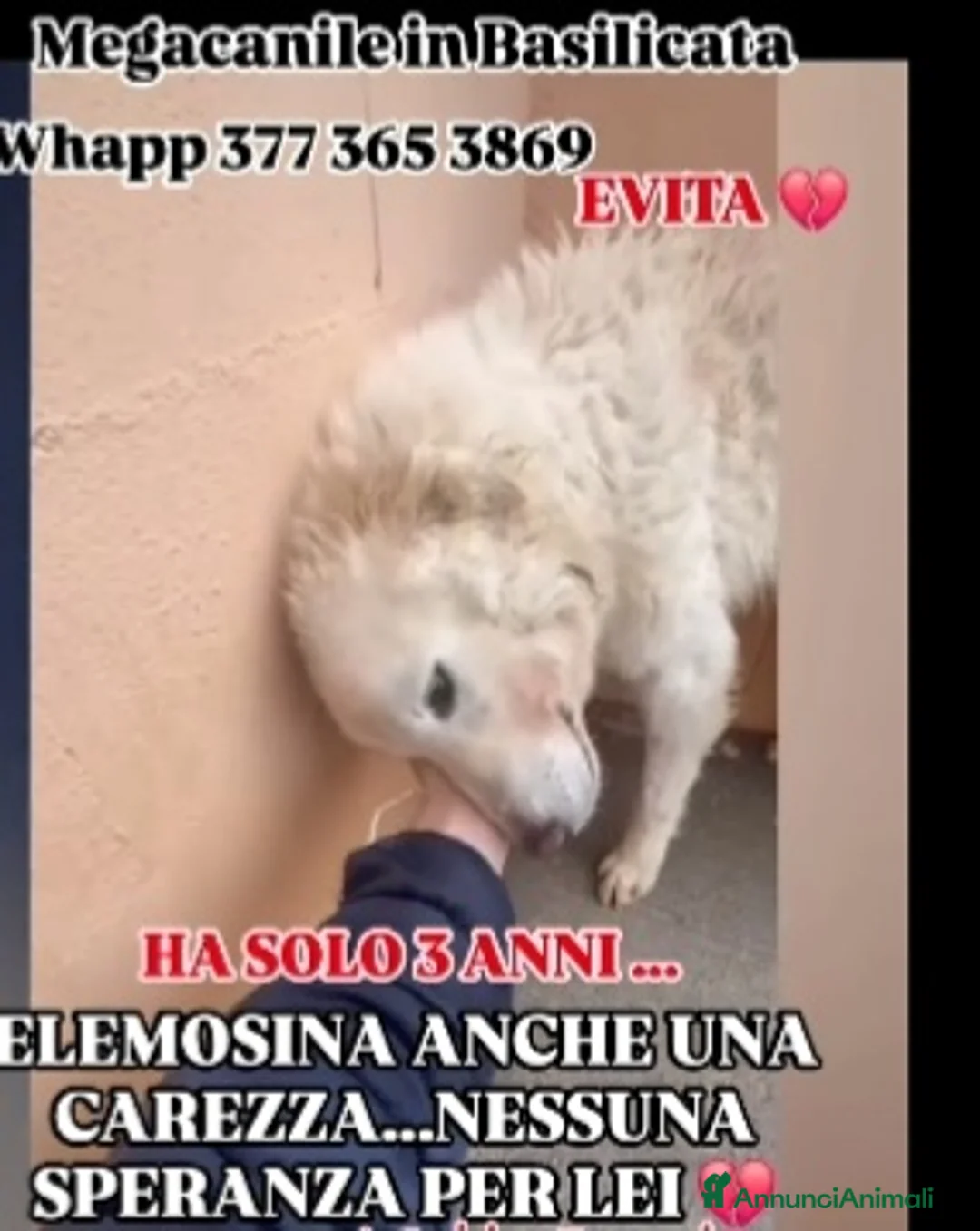 Meticcio cani in regalo: Evita 3/4anni tolta da 1lager SOS CASA ROMA - Annuncio 4