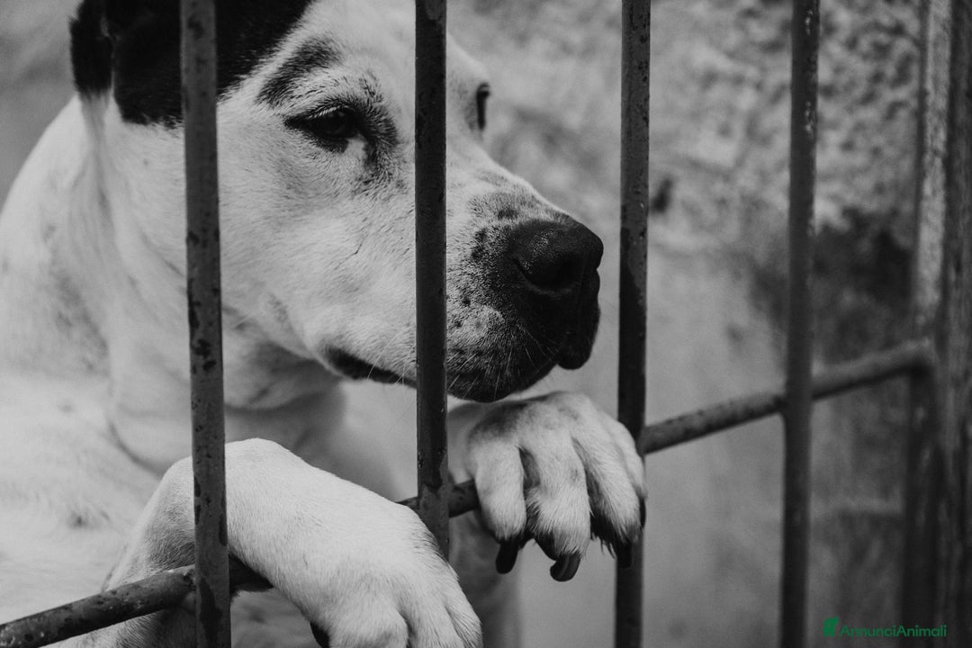 Meticcio cani in regalo: Lo sguardo di Futura chiede solo amore - Annuncio 11