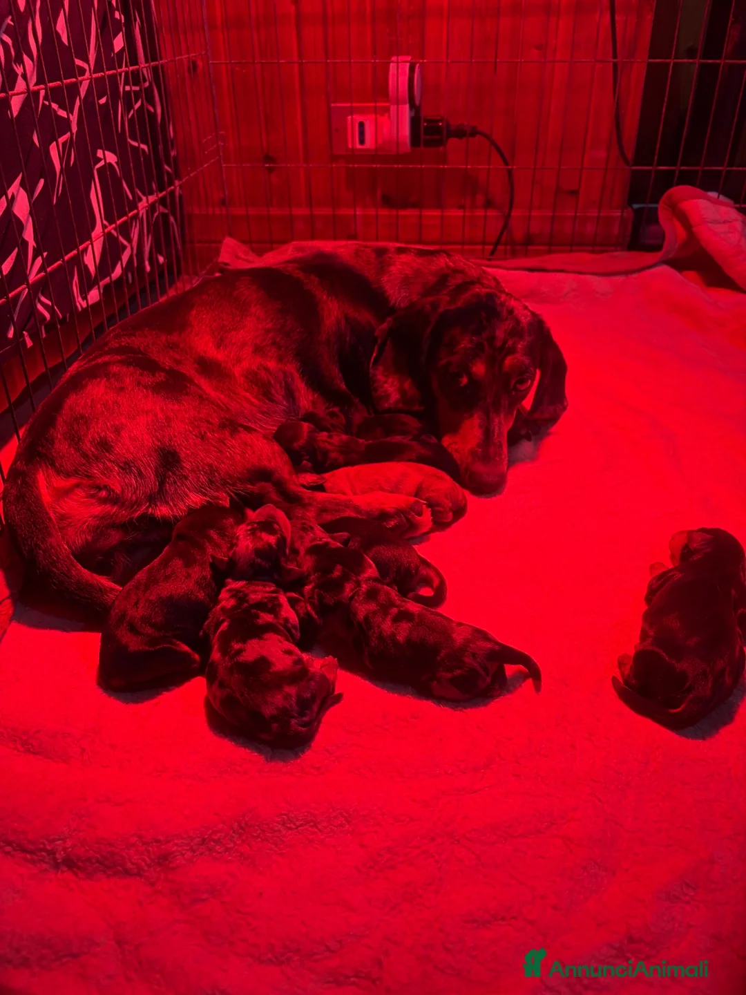 Bassotto cani in vendita: Cucciolo di bassotto pelo corto  - Annuncio 4
