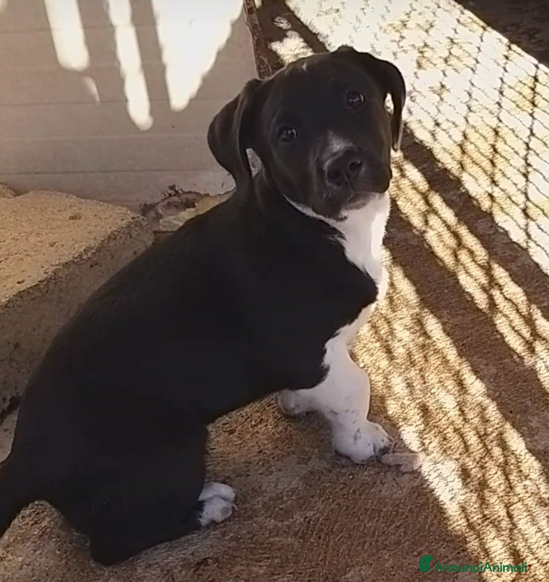 Meticcio cani in regalo: Simpaticissima cucciola  - Annuncio 4