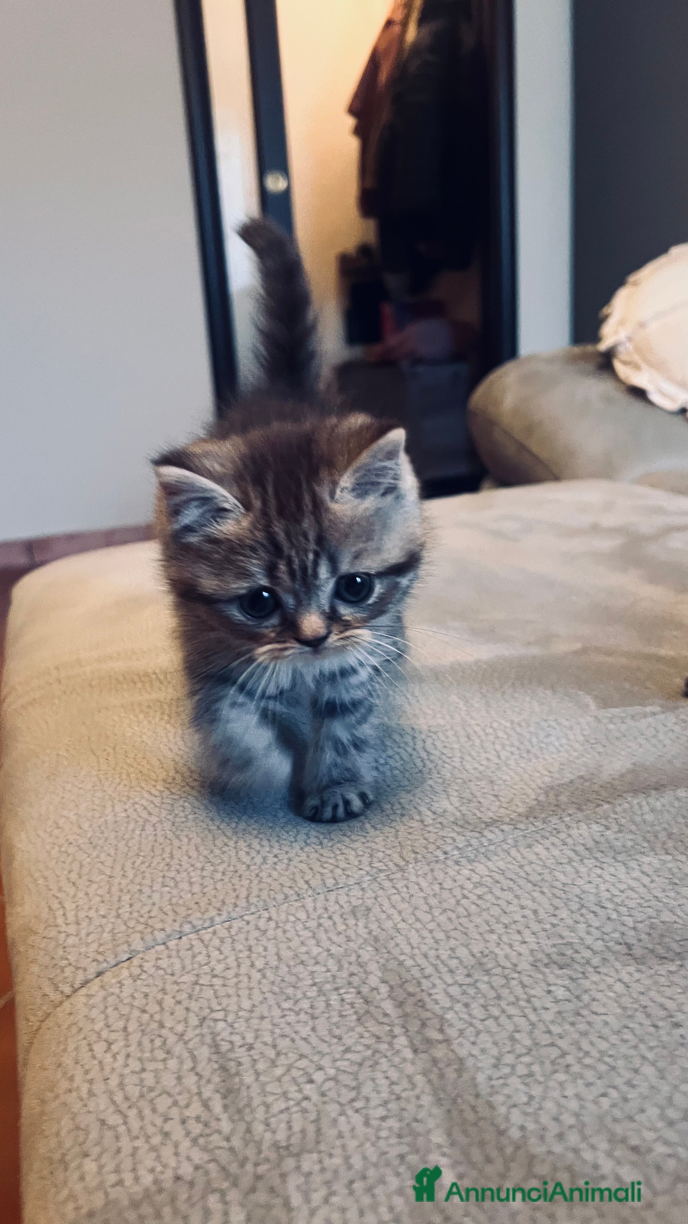 Scottish gatti Scottish straight  - Annuncio 2