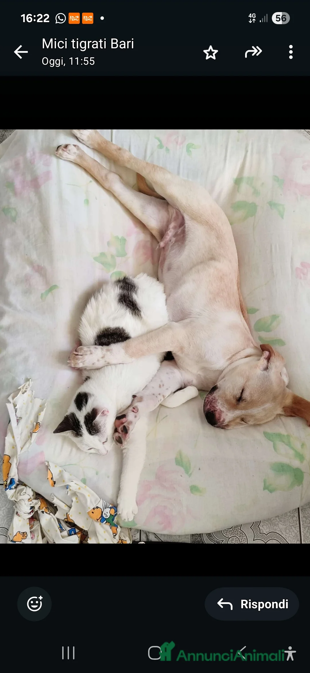 Meticcio gatti in regalo: Micina bianca con macchiette grigie 7mesi SOS CASA - Annuncio 4