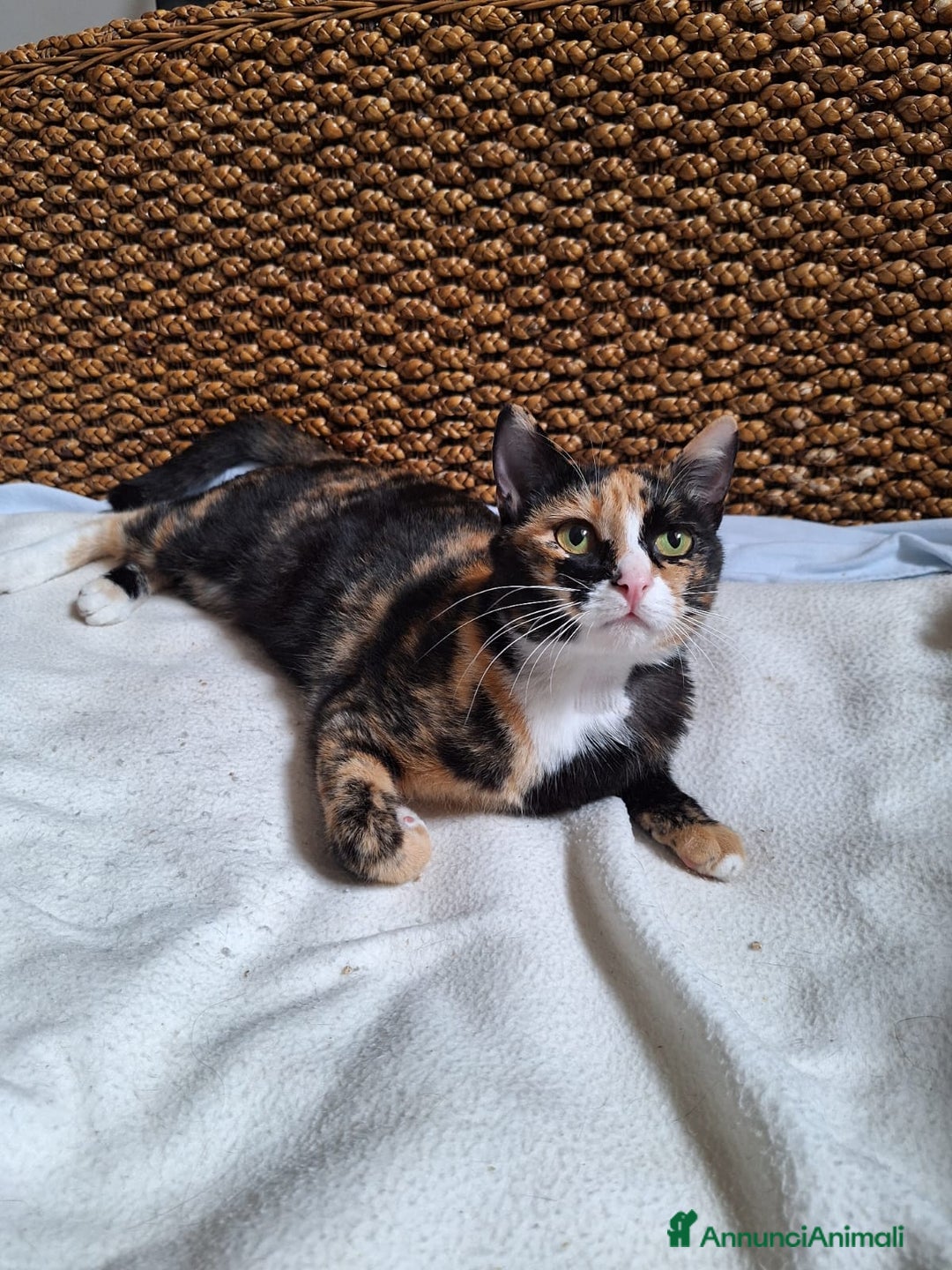 Europeo gatti in regalo: 🐾 Aida, dolce gatta calico in cerca di casa 🐾 - Annuncio 2