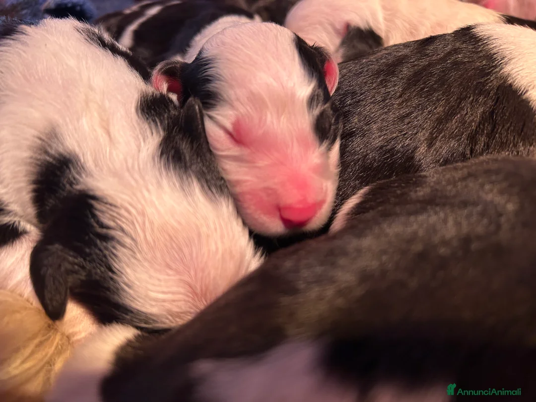 Bobtail cani in vendita: Cuccioli di Bobtail  - Annuncio 24