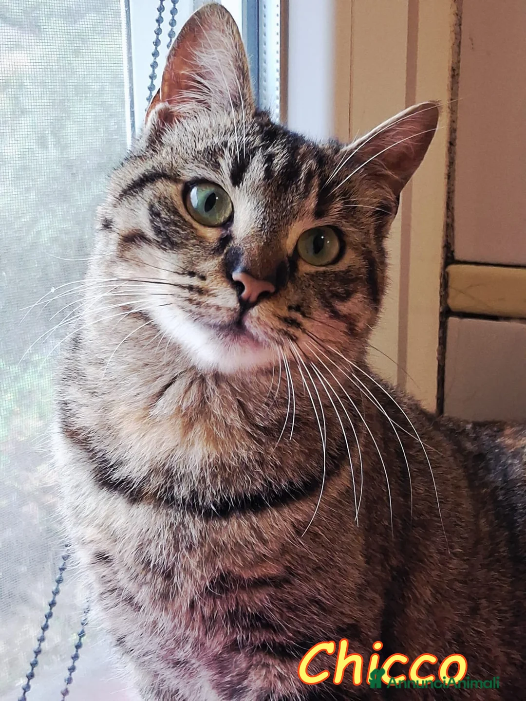 Europeo gatti in regalo: Chicco! 😺 - Annuncio 1