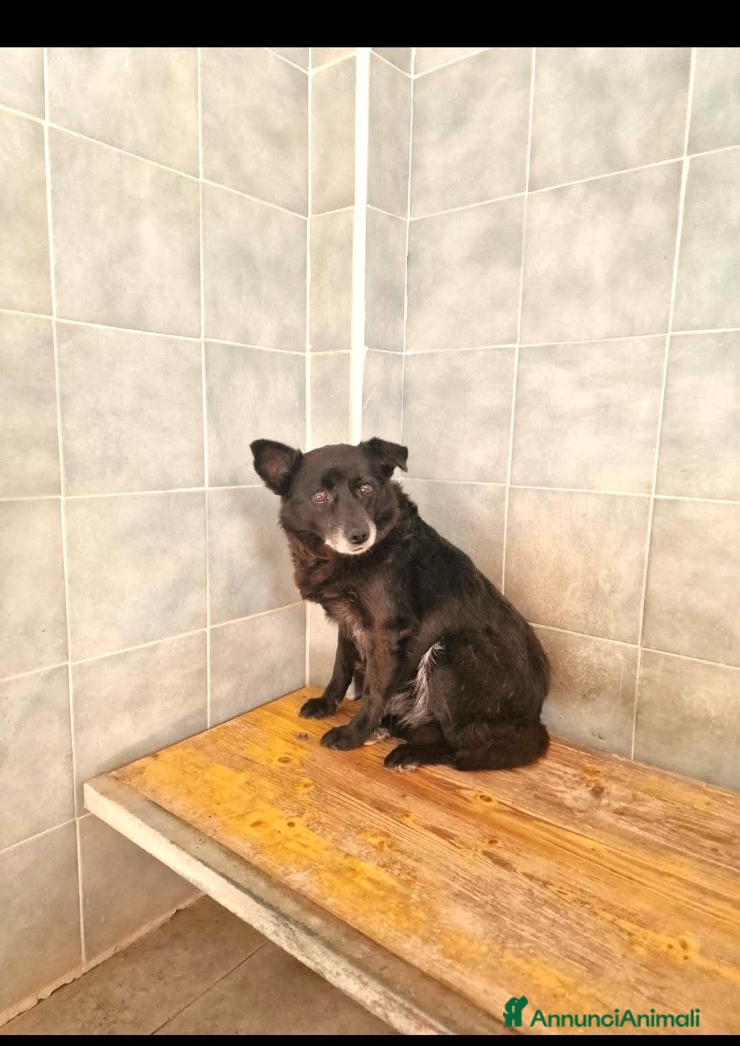 Meticcio cani ADOZ.DEL💔:aiutiamo I PIÙ FRAGILI!!!! - Annuncio 14