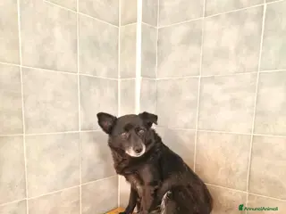 Meticcio cani ADOZ.DEL💔:aiutiamo I PIÙ FRAGILI!!!! - Annuncio 14